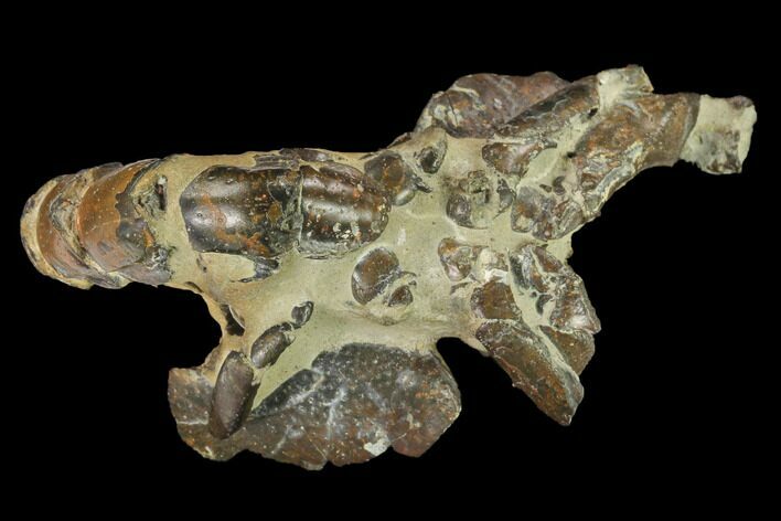Fossil Mud Lobster (Thalassina) - Australia #141038